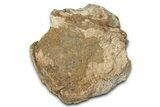 Dinosaur (Triceratops) Frill Shield Section - Montana #338916-1